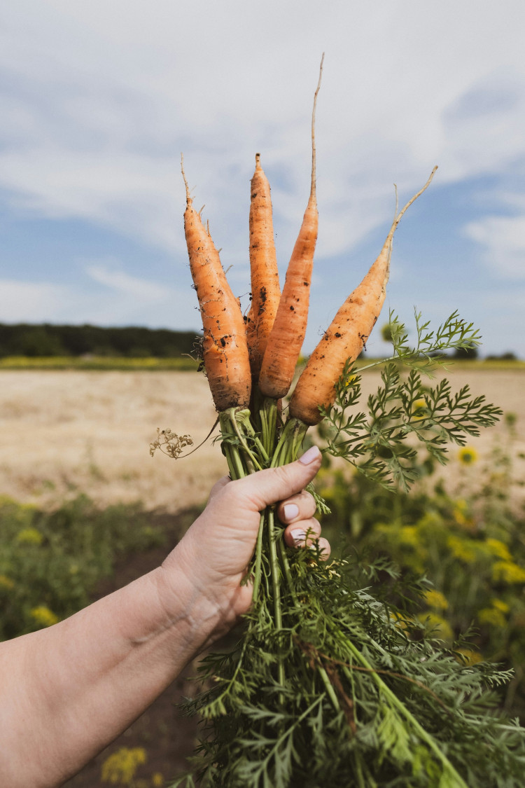 more-yield-in-carrots.jpg