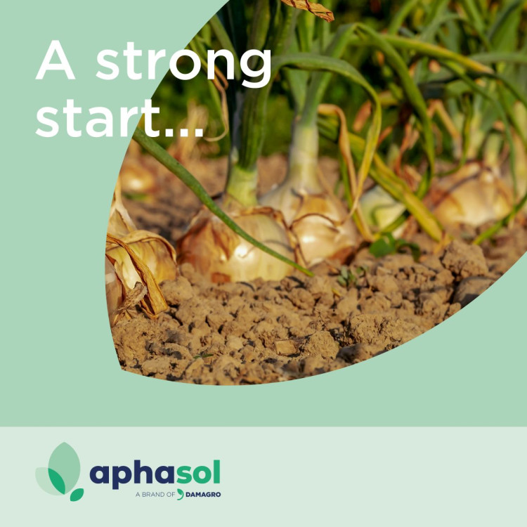 The first onions are poking through — what to do now?