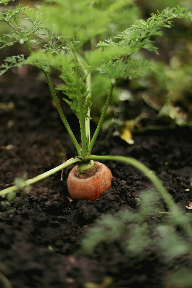 Why treat carrots with a biostimulant?