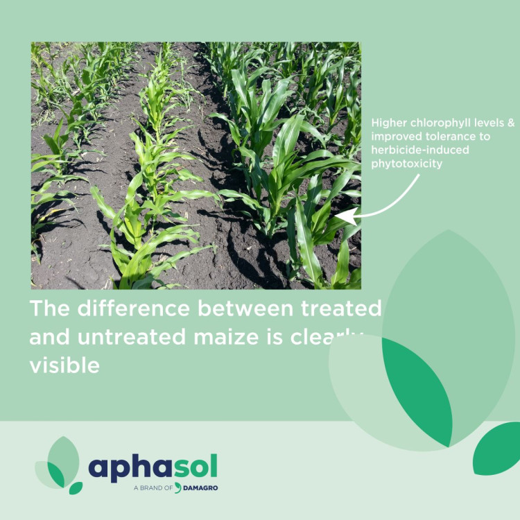combination-herbicides-and-biostimulants-maize_square.jpg