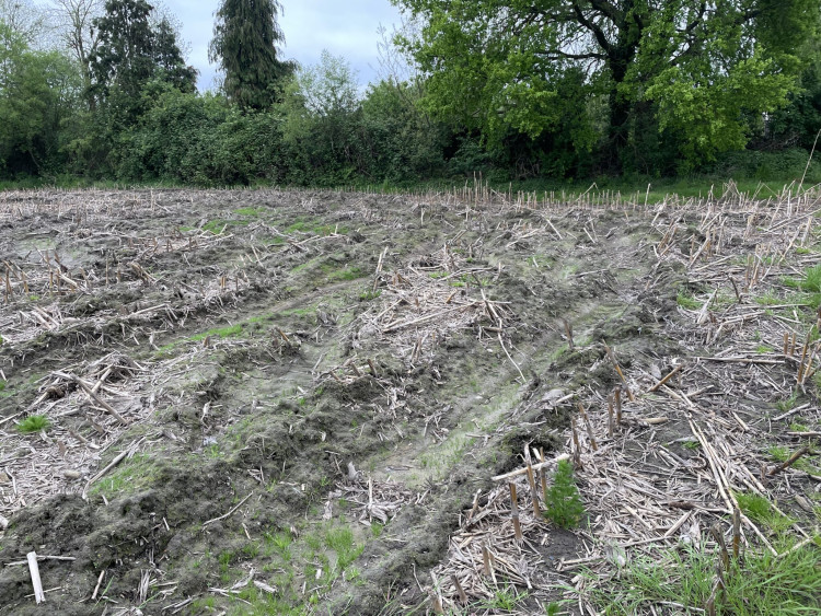 Tackling Soil Compaction: How Aphasol Drives Root Growth