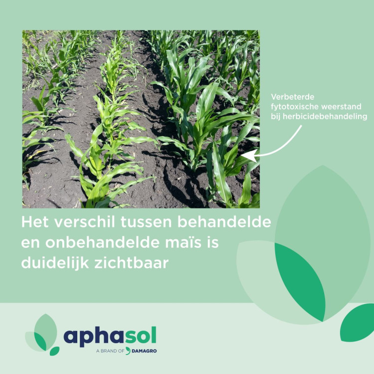 mais-en-herbiciden-verschil-foto_square.jpg