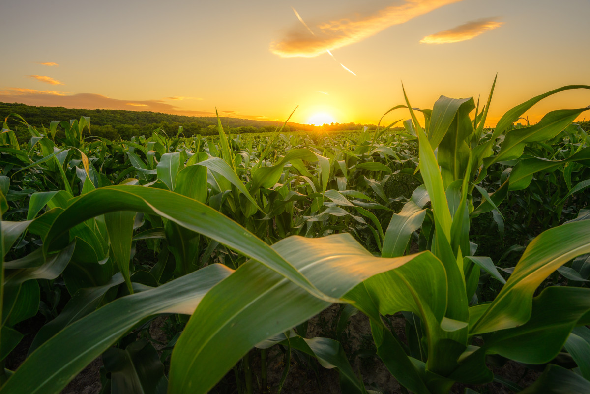 De rol van biostimulanten in de maïslandbouw