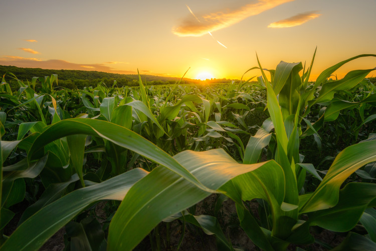 De rol van biostimulanten in de maïslandbouw