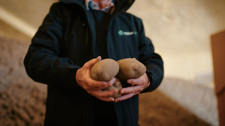 Bij aardappelen kan het gebruik van een biostimulant het verschil maken