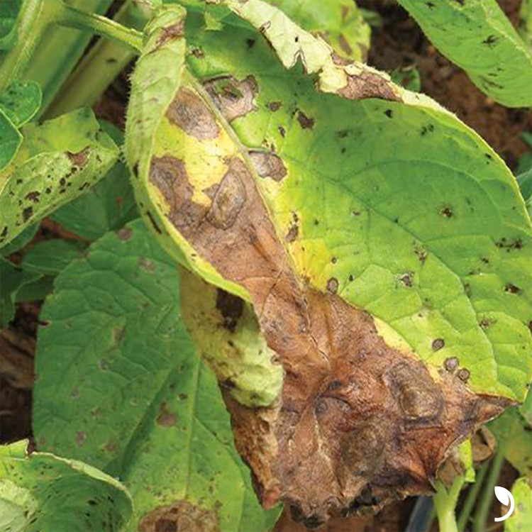 Verhoogde druk van Alternaria bij aardappelen op komst – slim combineren is nu de boodschap.