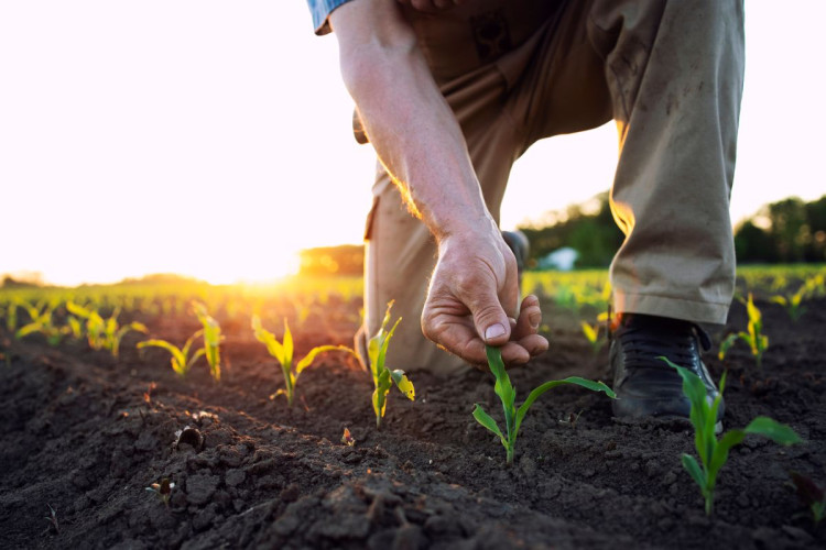 Waarom de combinatie herbicide en biostimulant werkt in maïs