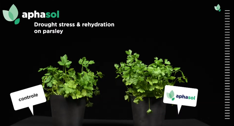 Timelapsevideo: behandelde planten herstellen sneller van droogtestress